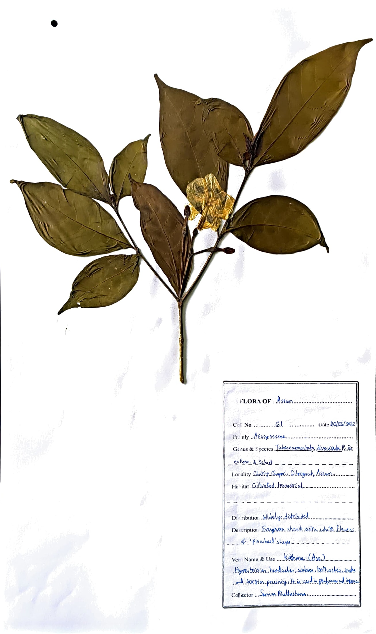 Kathana (Ass.) (Herbarium)